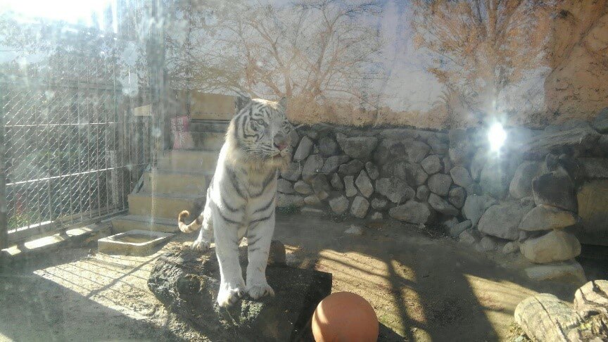 東武動物公園で遠足です あずさ第一通信 あずさ第一高等学校 単位制 普通科 広域通信制高校